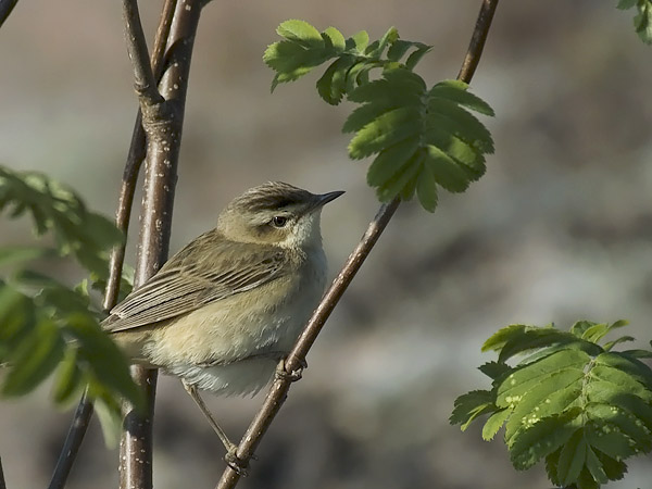Ruokokerttunen, Sedge Warbler, Acrocephalus schoenobaenus